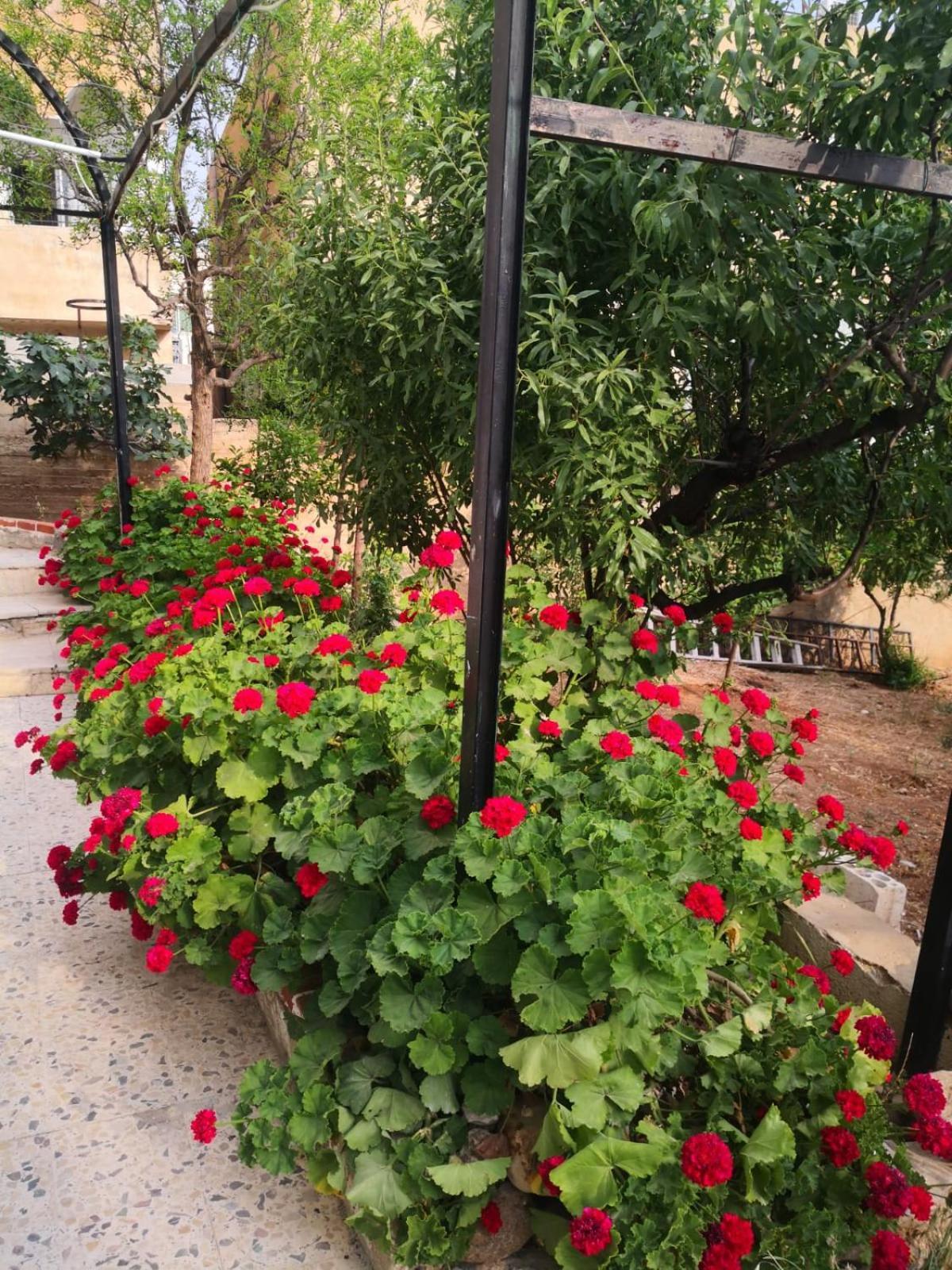 White Tulips Apartment الزنبقة البيضاء Jarash Buitenkant foto